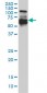 IRF5 Antibody (monoclonal) (M03)